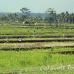 rice_ubud_h_0128_bal0944.jpg